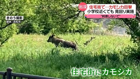 住宅街で「カモシカ」目撃相次ぐ 小学校の近くでも市の職員などが見回り実施 静岡・浜松市（2023年4月20日掲載）｜日テレnews Nnn