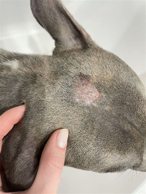 Аллергия у собаки | Пикабу