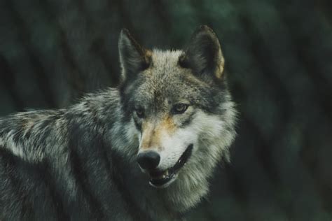 12 Interesting Gray Wolf Facts For Kids 2023