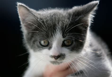 When Do Kittens Open Their Eyes Everything To Know About New Cats