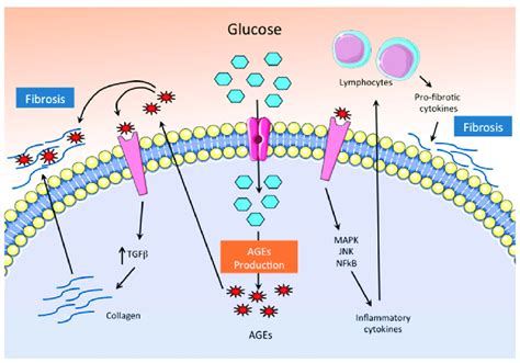 Pathogenic Mechanisms Of Hyperglycemia Through The Production Of Ages