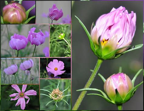 Cosmos Flower Life Cycle At Julie Daniels Blog