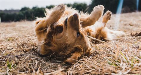 Cachorro Se Co Ando Muito Causas E O Que Fazer Vetsa De