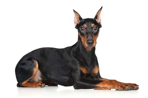 Pinscher Allemand Caractère Origine Prix éducation Et Conseils