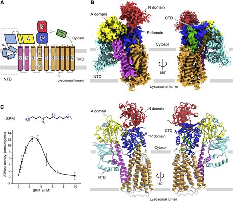 Cryo Em Reveals Mechanistic Insights Into Lipid Facilitated Polyamine