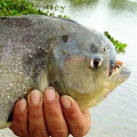 Ataque De Palometas En Balnearios De Santa Fe Heridos Filo News