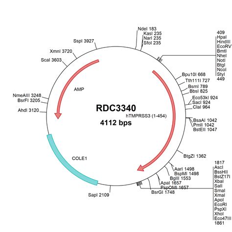 Human B Galnt Np Versaclone Cdna Rdc R D Systems