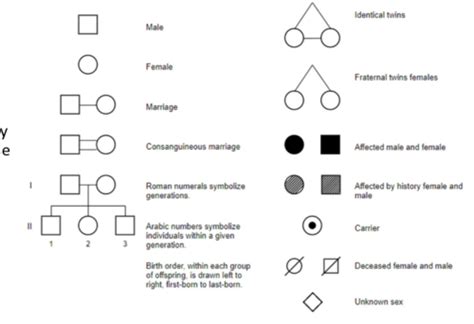 Human Pedigrees Flashcards Quizlet