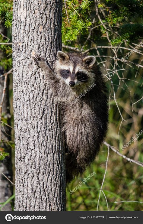 Young Raccoon Climbing Tree Stock Photo by ©jendevos 250517674