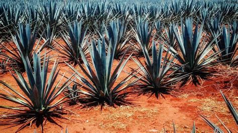 How To Prune An Agave Best Cactus Guide