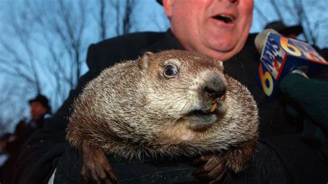 NOAA Fact-Checks Punxsutawney Phil’s Groundhog Day Predictions