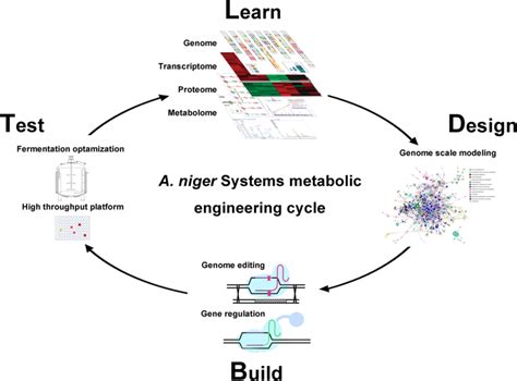 Systemic Metabolic Engineering Of A Niger Cell Factory For Citric Acid