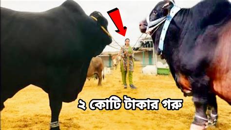 হাট কাঁপানো দুনিয়ার সবচেয়ে বড় ৮ টি গরু না দেখলে বিশ্বাস হবে না