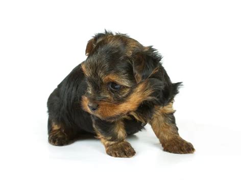 Yorkshire Terrier Puppies For Sale Stock Photos Royalty Free Yorkshire