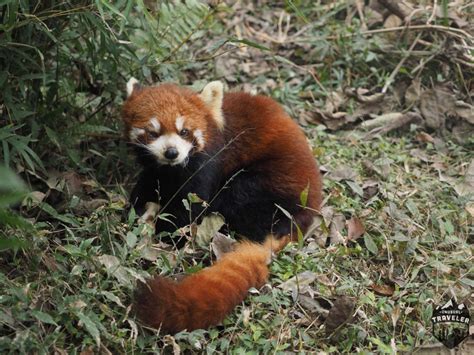 Chengdu: Home of the Giant Panda. | Unusual Traveler