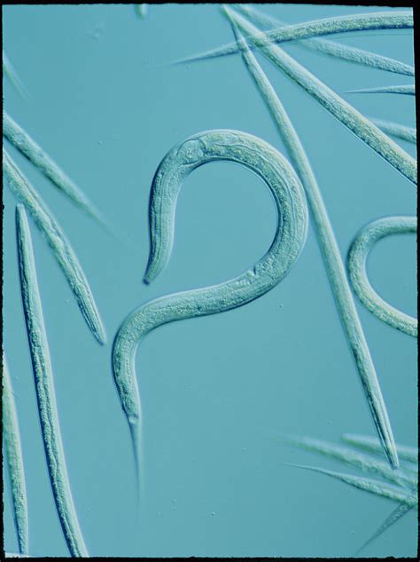 Lm Of The Nematode Worm, Caenorhabditis Elegans Photograph by Sinclair ...