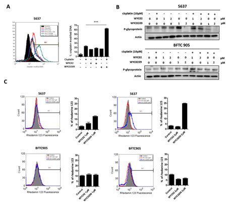 Effects Of Wyc And Wyc On The Cisplatin Dna Adduct And The