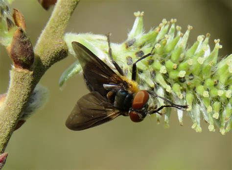 Phasia Hemiptera Male Ryton Wood Warwickshire 2017a Flickr