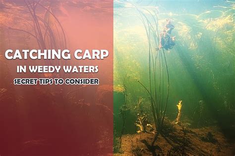 How To Catch Carp In Weedy Waters Expert Carp Fishing Tips Fishing