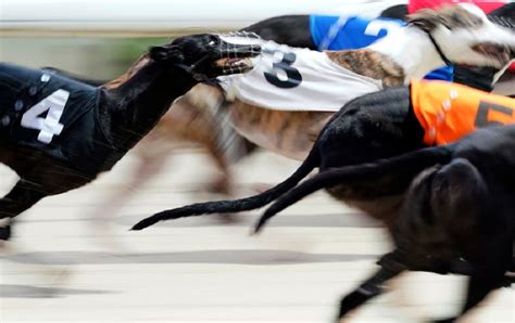 Greyhound racing tips: 5 with lessons to teach at Palm Beach on Saturday