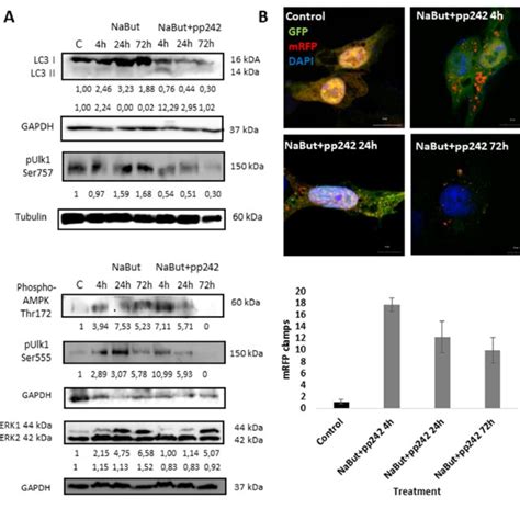 MTORC1 Inhibition Induces An Autophagy Flux Which Then Terminates 24 H