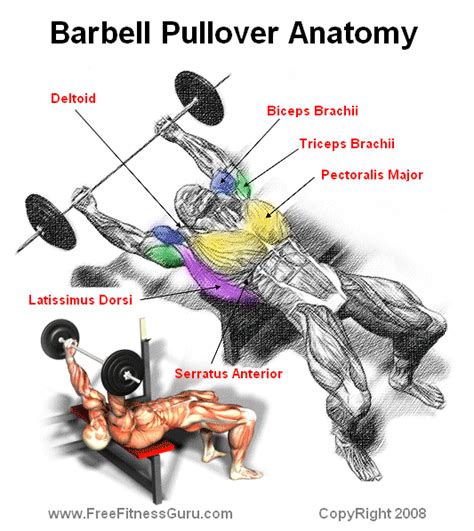 Barbell Pullover Anatomy Fitness Nutrition Fitness Training Fitness