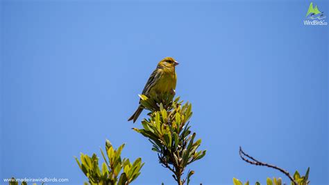 Madeira Birdwatching Full Day By Madeira Wind Birds