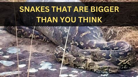 Top Ten Biggest100 Ft Long Snakes That You Have Eaten Humans 😱😱