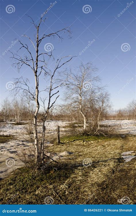 Naked Birch Trees And Blue Sky In The Early Spring Snow In Some Places Stock Image Image Of
