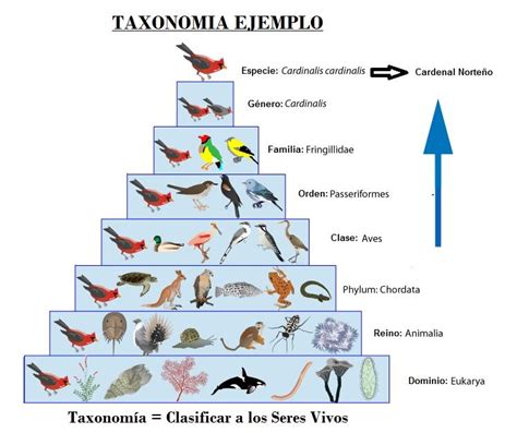 Nomenclatura Y Taxonomia De Los Seres Vivos Images