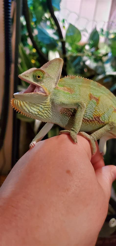 My New Favorite Picture Of My Chameleon Yoshi He Saw His Reflection