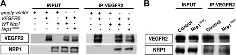 Figures And Data In Neuropilin 1 Functions As A Vegfr2 Co Receptor To