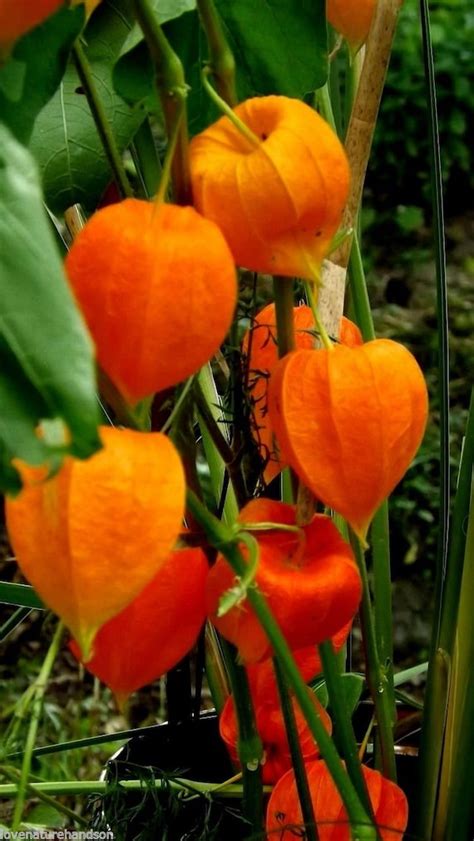 CHINESE LANTERN Physalis Gigantea Alkekengi Franchetii UNIQUE Etsy Canada