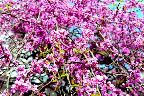 20 Redbud Tree Varieties That Will Brighten Up Your Landscaping