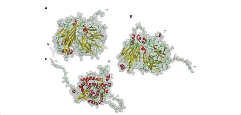 Invertase Structure