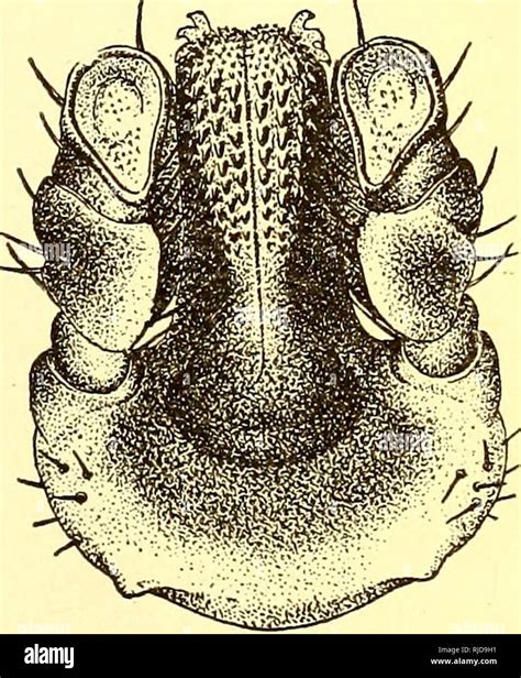 Cattle Ticks Ixodoidea Of The United States Ixodidae Ticks 217