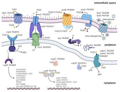 Ijms Free Full Text Advances In Understanding Of The Copper