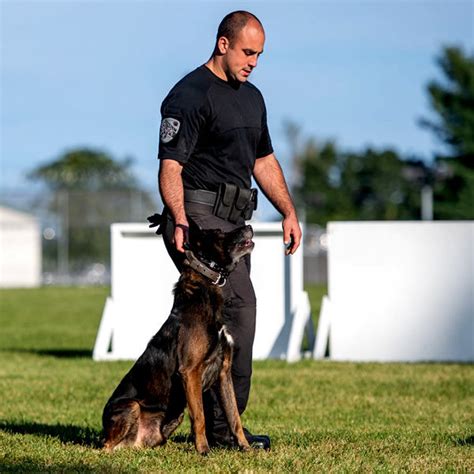 Belgian Malinois Police K9 Dogs Battle Road K9