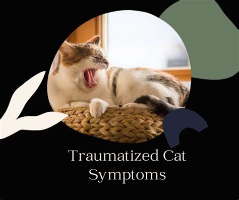 14 Most Common Traumatized Cat Symptoms And Tips