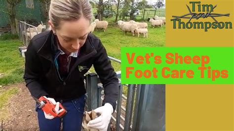 Sheep Foot Care Tips From A Professional Vet Youtube