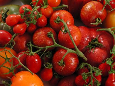 Thenewversenews Salad Of Late Summer Tomatoes On Rosh Hashanah