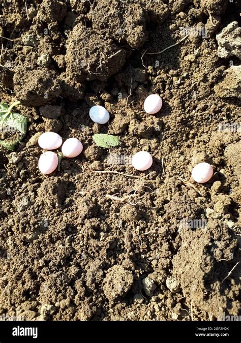 Laying Lizard Eggs In The Ground The Breeding Of Lizards Stock Photo