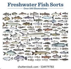 Freshwater Fish Identification Chart | Kemele