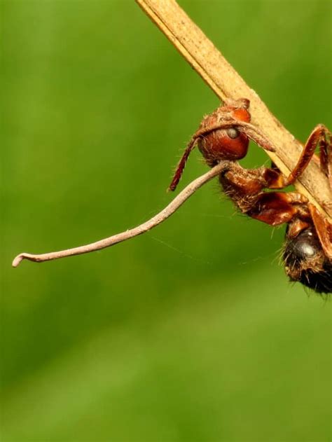 Zombie Fungus that Mind Controls Insects - Animals Around The Globe