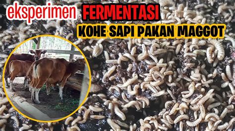 Fermentasi Kohe Sapi Untuk Pakan Maggot Eksperimen Juragan BSF YouTube