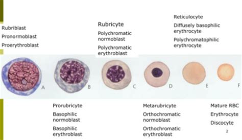 Erythrocyte And Leukocyte Morphology Flashcards Quizlet