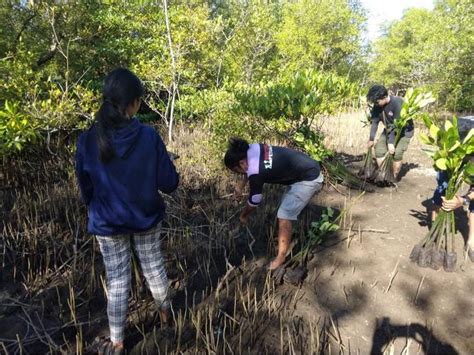 Komunitas Pecinta Alam Sulut Tanam Mangrove Dan Bersih Pantai Kanal Metro