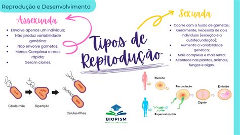 Reprodu O Assexuada O Que Tipos Exemplos E Mapa Mental Mergulhe