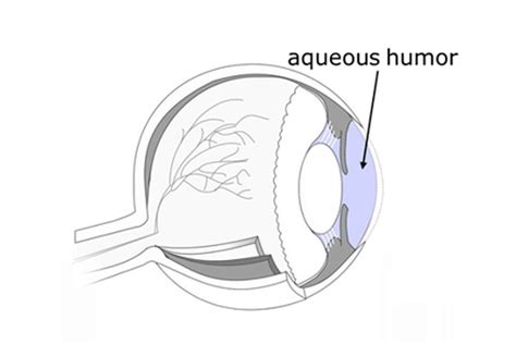 Foto Aqueous Humor Pengertian Dan Fungsinya
