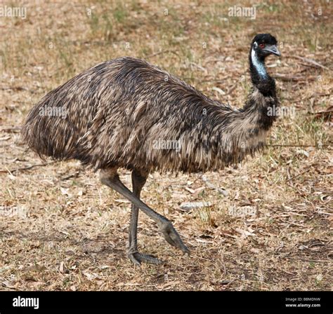 Austrailia Victoria A Flightless Emu Australia S Largest Bird Stock